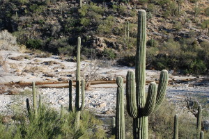 Desert cacti